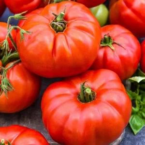 Beefsteak Tomato Seeds | NON-GMO | 100 Seeds| Indeterminate | - Picture 1 of 6