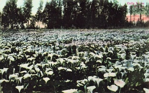 Calla Lilies in Winter California(?) Vintage PC - Picture 1 of 2