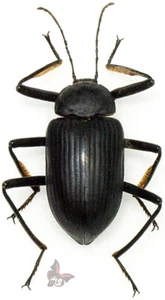 Tenebrionidae,No.1, Tanzania, 29 mm, ACTUAL SPECIMEN - Picture 1 of 1