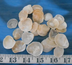 ~ Jingle Shells ~ Creme/Elfenbein/Golden ~ 25+ ~ Shellcraft ~ Sailor's Valentines ~ - Bild 1 von 5