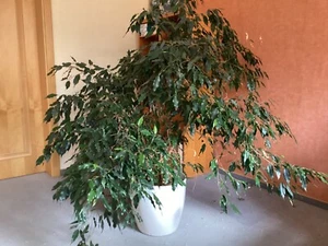 Ficus Benjamini - gesund, groß, ca. 25 Jahre alt, im Emsa Bewässerungstopf - Bild 1 von 2