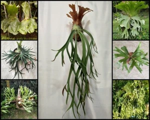 7 tipos Esporas Platycerium Staghorn Helecho e híbrido de plantas artificiales - Imagen 1 de 8