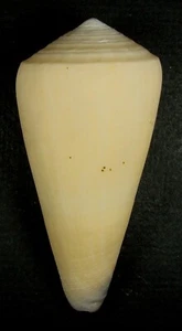 CONUS VIRGO 78.78mm BEAUTIFUL SPECIMEN Marau Sound, Solomon Islands - Picture 1 of 2
