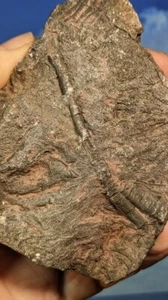 Silur Camerate Crinoide aus Marokko, Scyphocrinit sp.  92 x 70 mm. 256 Gramm - Bild 1 von 12