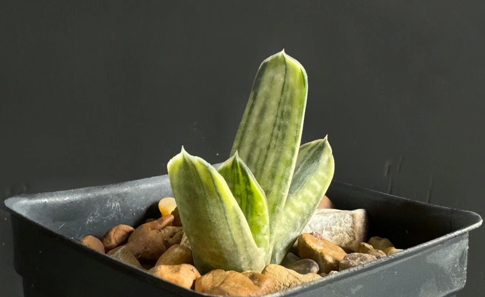 GASTERIA Sakura Fuji Yuki amarillo raro suculento planta exótica maceta de 2" Foto 1 de 1