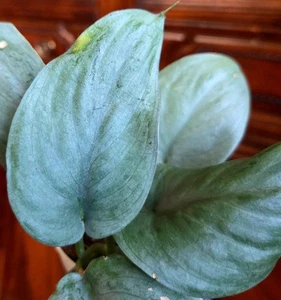 Rare Scindapsus Platinum Java 22" Tall not Monstera Aroid Philodendron - Picture 1 of 16