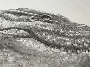 Gary Hodges Nile Crocodile Mounted Ltd Ed No258/1500 - Picture 1 of 7