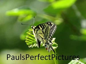 Butterfly Photo Picture In A4 Frame - Swallowtail - Picture 1 of 2