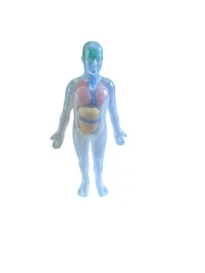 Figura Anatómica Hombre Invisible De Colección 8" Órganos Extraíbles Transparente Humano - Imagen 1 de 5