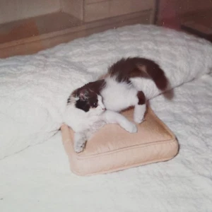 Vintage Polaroid Foto niedliche Katze Ruhekissen Bett lustig Haustier gefunden Kunst Schnappschuss - Bild 1 von 5