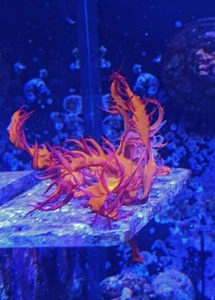 🔥🐲 Dragon’s Breath Macroalgae Live Saltwater Red Macro Algae for Reef Tanks - Picture 1 of 4