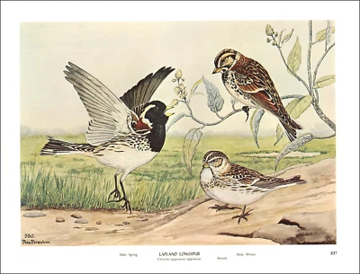 Impresión vintage 1962 Laponia Longspur alas de pájaro mosca prarie hierba ilustración arte Foto 1 de 4