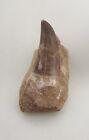 2.3 Rare Mosasaur Teeth Fossilized Mosasaurus tooth in its matrix from Morocco