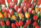 Picture Postcard- Paul Huf, Flower Power No. 1, Tulips [Art Unlimited]