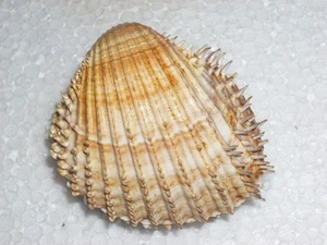 ACANTHOCARDIA ACULEATA FANTASTIC SPINY, BIG - Bild 1 von 3