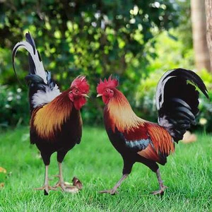 Rooster Chicken Statue Outdoor Garden Decoration Yard Art Figure Sculpture Decor - Picture 1 of 11