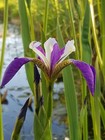 Pond plant Iris pseudacorus "Regal Surprise "