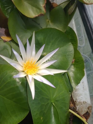 Nymphaea Caerulea Seedling Blue Nile Water Lily Blue Lotus Flower Nouchali - Image 1 of 4