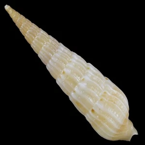 HASTULOPSIS CONSPERSA (Mactan Isl., Philippines) 14.8mm #35240 - Picture 1 of 3
