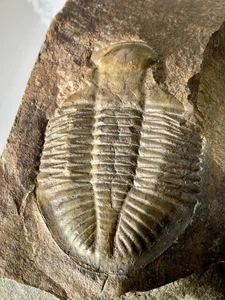 Fossil im Gestein - Trilobit - siehe Beschreibung - Bild 1 von 5