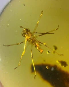 Cretaceous Fossil Burmese amber burmite mantis insect amber Fossil Myanmar - Picture 1 of 9