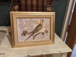 Extinct bird zoological antique painting. Framed art print/picture. Parrot - Picture 1 of 8