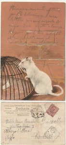 ANIMALI - TOPO - CARTOLINA IN RILIEVO - VIAGG. 1904 -72005- - Picture 1 of 1