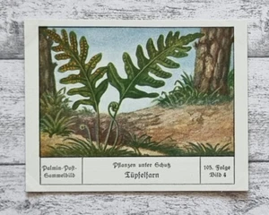Tüpfelfarn Pflanze Schutz Blume Palmin Post Sammelbild 105 Werbung alt Reklame - Bild 1 von 2