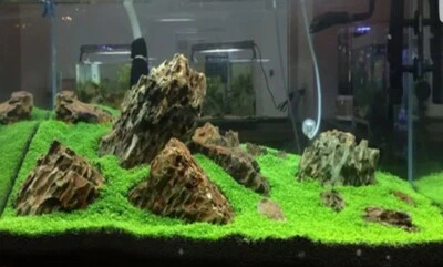 FISH TANK / AQUARIUM PLANT GRASS SEEDS "AUSTRALIA" 200++ SEEDS - UK SELLER