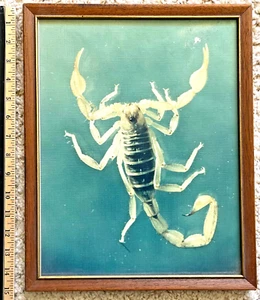 FOTOGRAFIA vintage 12"x15" incorniciata di uno SCORPIONE - Stampa su tela PRONTA DA APPENDERE!* - Foto 1 di 2