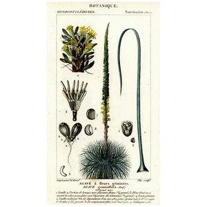 Rara incisione 1816 Turpin colorata a mano, dizionario scienze AGAVE Geminiflora - Foto 1 di 8