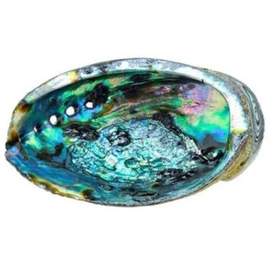 Beautiful Abalone Shells - Picture 1 of 1