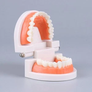 Standard Teeth Model Adult Standard Typodont Demonstration Denture Model Disp Nm - Bild 1 von 10