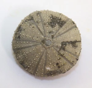 Seeigel, Stomechinus perlatus, Jura, Oxford, Reuchenette, Schweiz -k710 - Picture 1 of 5