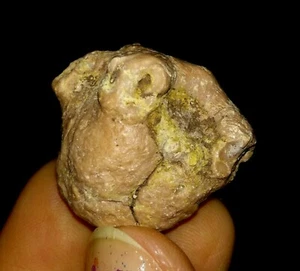 ¡¡INCREÍBLES AMONITAS!! CÁLIZ CRINOIDE DE LIRIO DE MAR, FÓSIL DE EQUINODERMO, DE TIMOR, 25 MM - Imagen 1 de 6