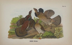 Antique Book Page from REPORT Birds of PENNSYLVANIA 1890 Plate 65 Ruffed Grouse - Bild 1 von 7