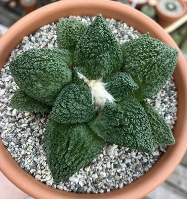Ariocarpus Hintonii X Godzilla - Image 1 of 3