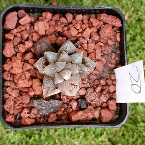 Haworthia Big Leaf Mirror Ball Variegated Haworthia Cooperi Mirror Ball - Picture 1 of 6