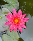 Nymphaea 'Wanvisa' Pink Water Lily (Winter-Hardy) - Sprouted Tuber/Rhizome
