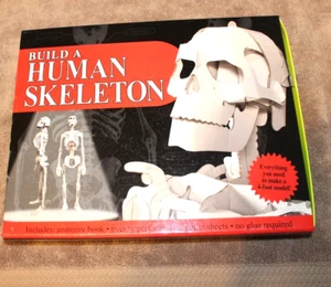 Build a Human Skeleton by sterling inovation - Picture 1 of 3