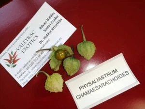 Cereza molida japonesa - Physaliastrum chamaesarachoides - 10+ semillas - So 053 - Imagen 1 de 1