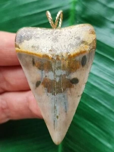 5,7 cm hermoso diente de tiburón Mako como colgante - diente de tiburón colgante fósil - Imagen 1 de 6