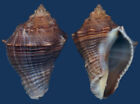 Shell Volema myristica Seashell