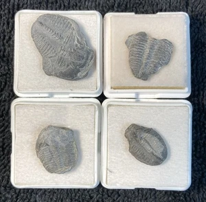 Small Fossil Elrathia Trilobites in Shale from the U-Dig Site in Utah - Picture 1 of 3