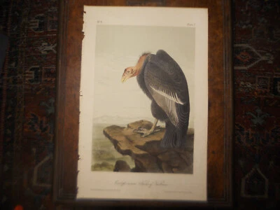 Audubon CALIFORNIAN TURKEY VULTURE 2nd Edition Octavo print HAND COLORED Orig - Image 1 of 4
