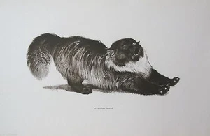 Impresión artística de gato persa humo azul por Robert Kuhn c: 1960  - Imagen 1 de 1
