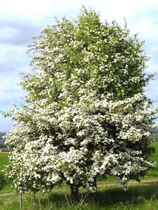 Crataegus monogyna 'Stricta' / Hawthorn Tree, grown peat free 3-4ft 5L