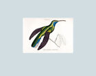 Campylopterus Latipennis. Antique hand coloured humming bird