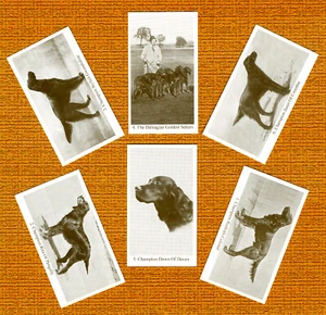 GORDON SETTER SET OF SIX NAMED DOG COLLECTABLE TRADE CARDS GREAT GIFT - Picture 1 of 1