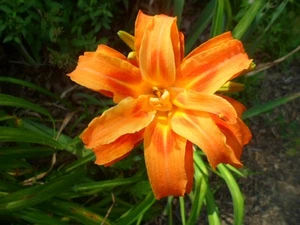 10 Hermerocallis Vulva Kwanso Orange quadruple Lily Plants**Summer Bloom*LowShip - Picture 1 of 2